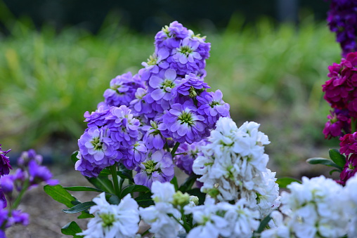 Matthiola incana, or commonly called Stock, is large, showy richly fragrant flower spikes, which come in a fine mixture of colors including crimson, scarlet, rose, pink, purple, lavender and white.