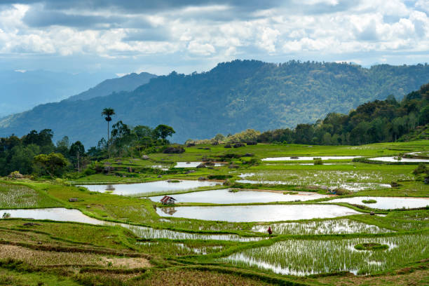 istock Green rice field  in Tana Toraja 517743374