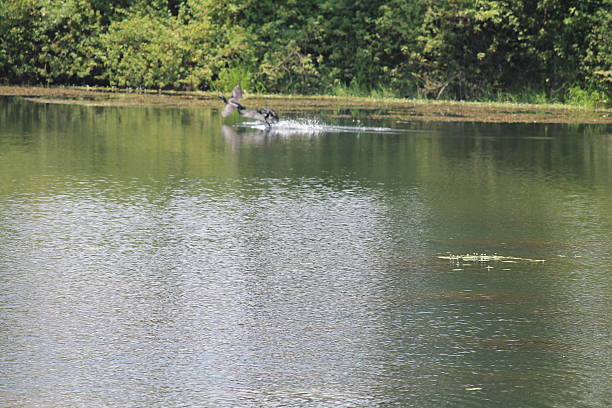 istock Bird Flying over Natural Pond in Forest 517743469