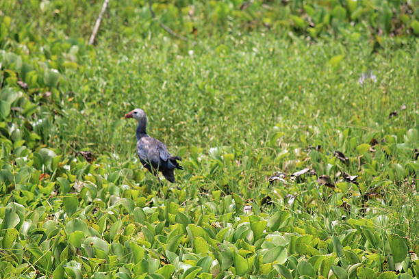 istock Beautiful Bird in Field 517743499