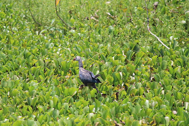 istock Beautiful Bird in Field 517743501