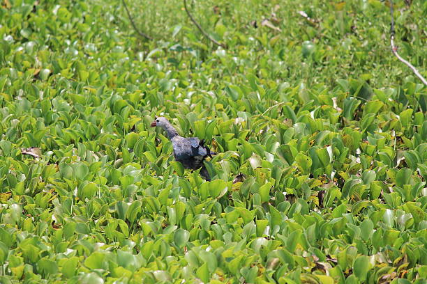 istock Beautiful Bird in Field 517743503