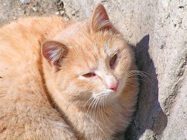 istock Red cat tans in the sun. 517743715
