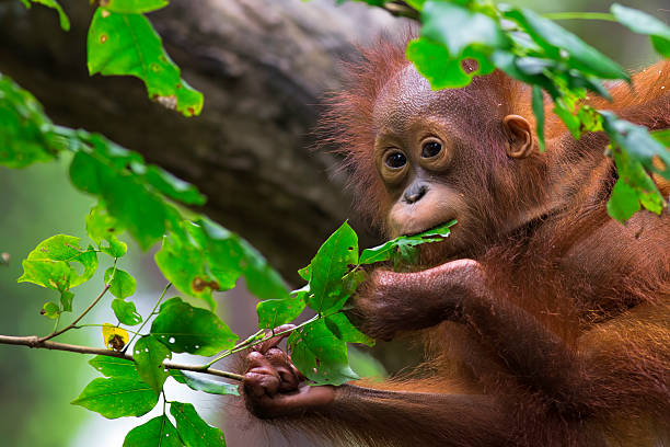 borneo-orang-utan - primitivismus stock-fotos und bilder