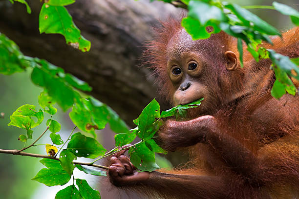 orangutan kalimantan - kalimantan potret stok, foto, & gambar bebas royalti