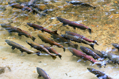 King Salmon spawning in a Pacific Northwest river