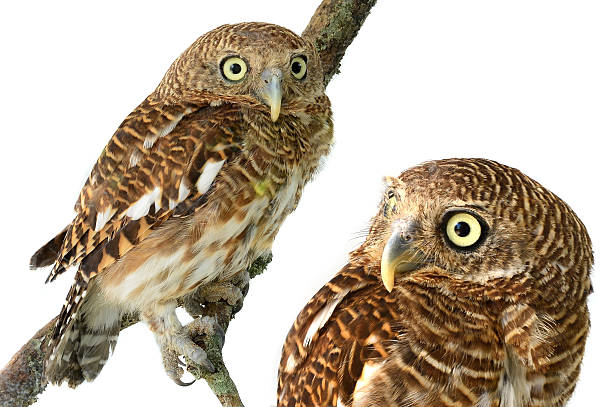 istock owl of white background 517743997