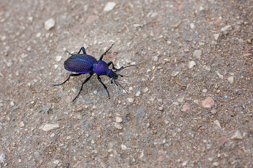 Crimean violet beetle carabus intricatus closeup on asphalt