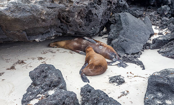istock sea lion, galapagos islands, ecuador 517744736