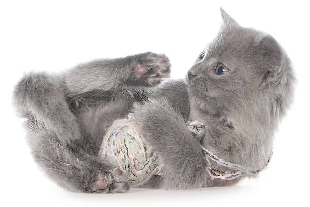 istock Small kitten playing with a ball of yarn 517744896