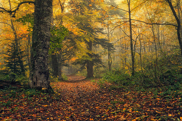 istock Following the Red Riding Hood 517744907