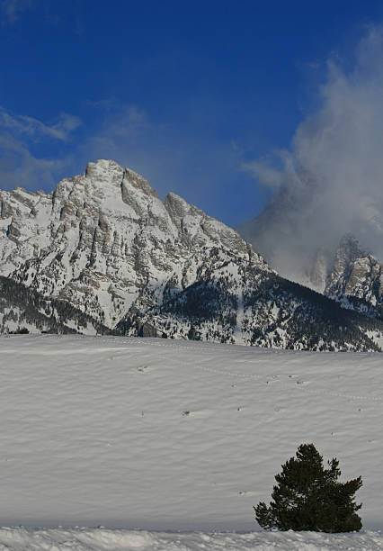 istock Lone Tree in front of the Grand Tetons 517745222