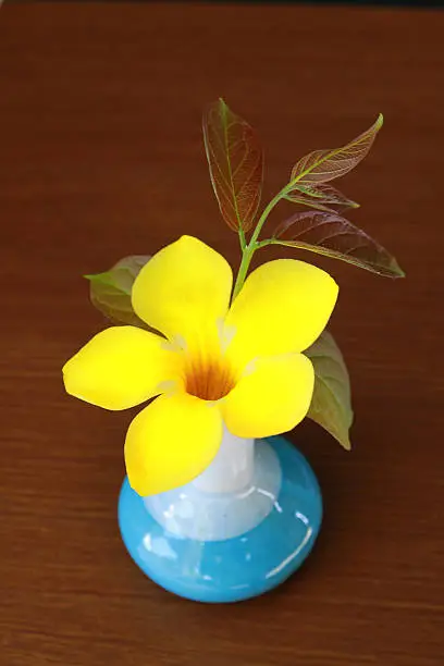 The allamanda in blue vase for  interior decoration.