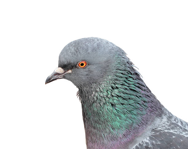 istock Closeup view of grey pigeon head 517745568