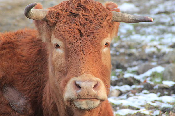 acercamiento de de toro cabeza - animal head cow animal bell fotografías e imágenes de stock
