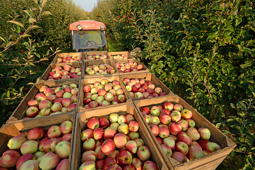 istock Apple harvest 517746725