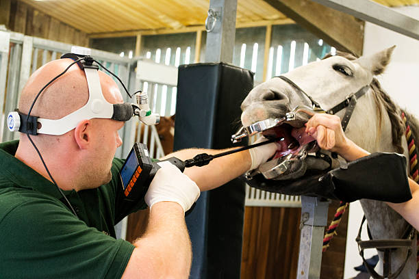 istock Vet treating horse 517746775