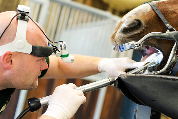 istock Vet inspects horses mouth 517746777