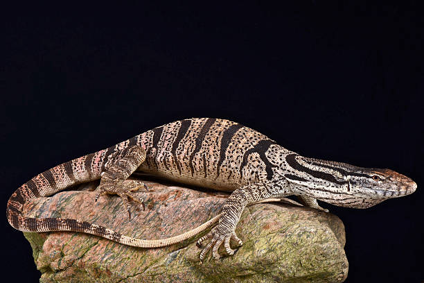 istock Caspian monitor (Varanus griseus caspius) 517747384
