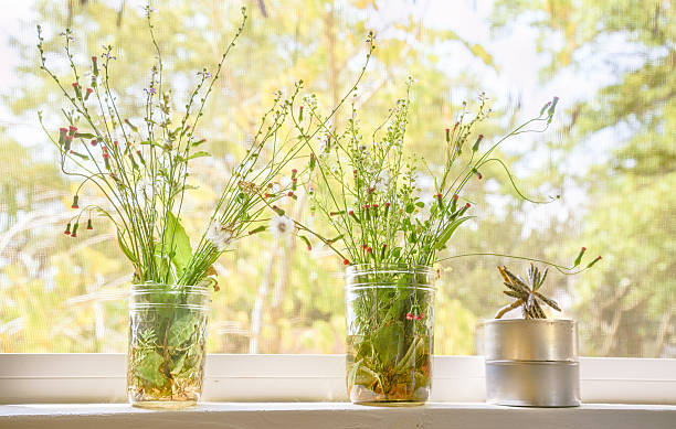istock Ironweed,Dandelion,Fireweed,Cactus  in the jar 517747482