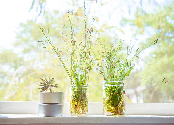 istock Ironweed,Dandelion,Fireweed,Cactus  in the jar 517747500