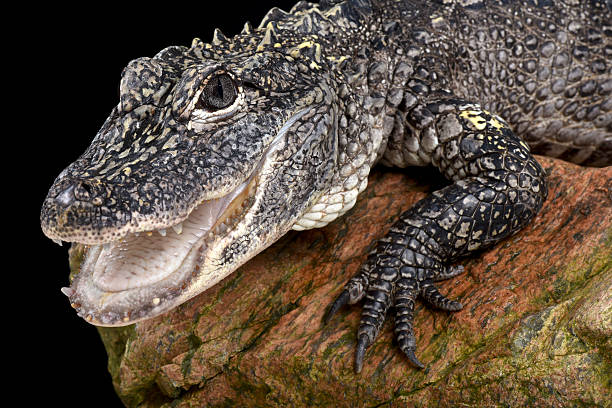 Chinese alligator (Alligator sinensis) The Chinese alligator (Alligator sinensis) is a highly endangered crocodilian species endemic to a tiny spot of the Yangtze river, China. chinese alligator alligator sinensis stock pictures, royalty-free photos & images