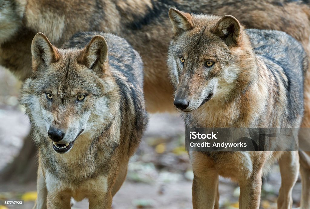 Zwei Eurasiatische wolves (Canis lupus lup.) - Lizenzfrei Wolf Stock-Foto