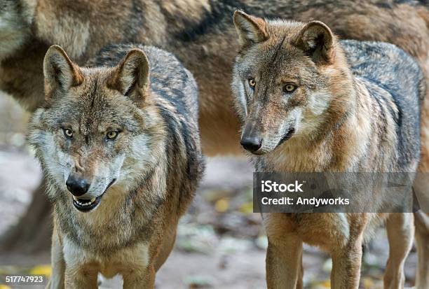 Zwei Eurasiatische Wolves Stockfoto und mehr Bilder von Wolf - Wolf, Zwei Tiere, Eurasischer Wolf