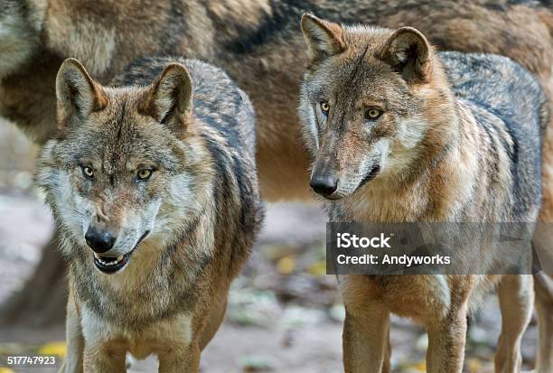 Two Eurasian Wolves Stock Photo - Download Image Now - Two Animals, Wolf, Eurasian Wolf