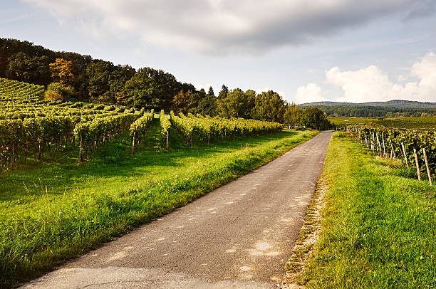 istock Narrow road through the vineyards 517748109