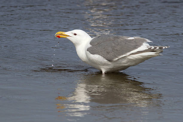 istock Glaucous-winged gull that stands in water and drinking 517748232