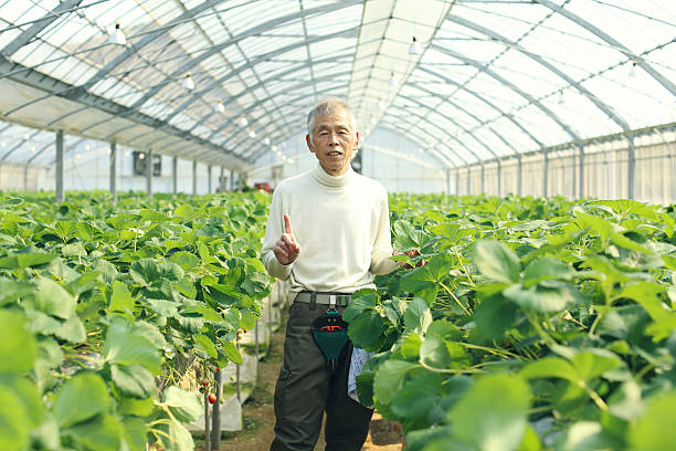 istock Old man of the farmhouse 517748302