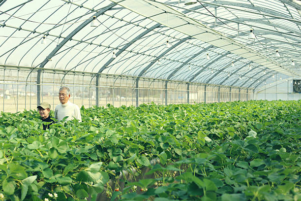 istock Work scenery of the farmhouse 517748586