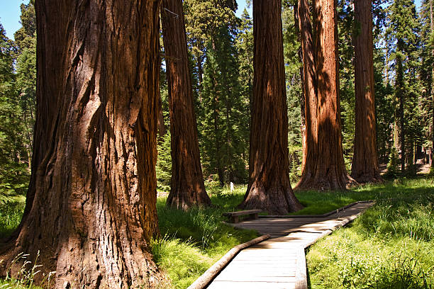 istock sequoias in sequoia national park 517748727