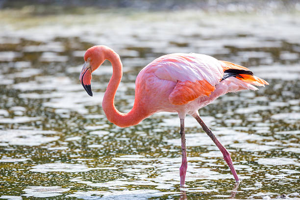 istock CARIBBEAN FLAMINGO, GALAPAGOS ISLANDS 517748904