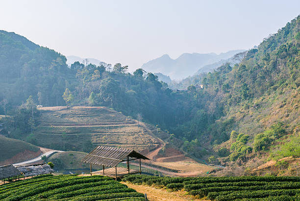 istock Green tea plantation on mountain 517749308