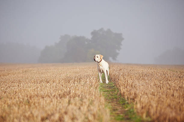 istock Dog on the field 517749349