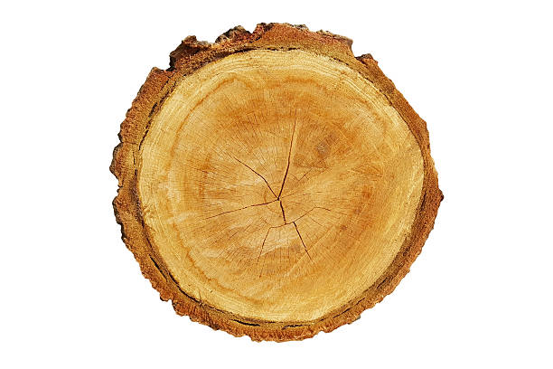 istock Top view of a tree stump isolated on white background 517749538