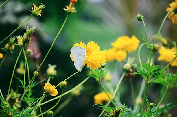 istock butterfly on yellow flowers 517750666