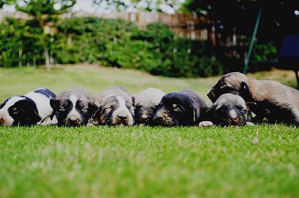 istock Puppies in a Line 517750697