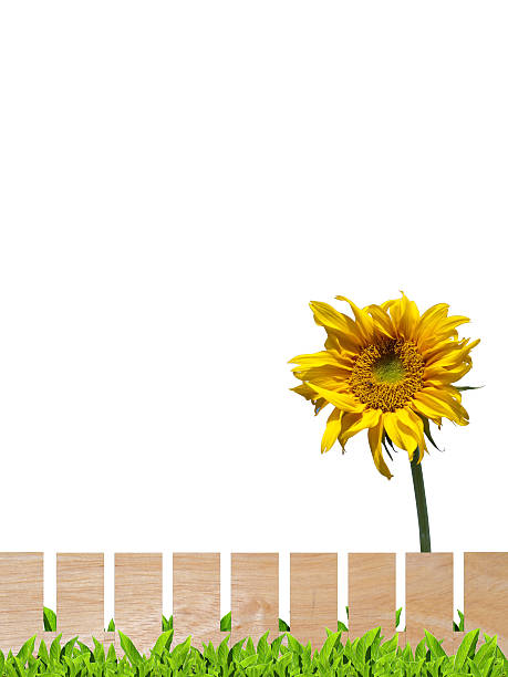 istock Sunflower and wooden fence 517751114