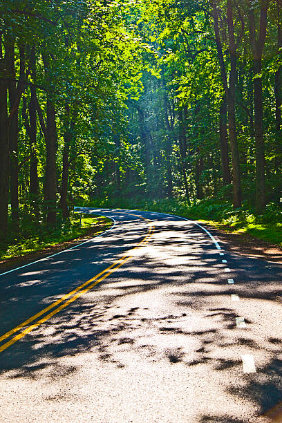 istock Beautiful scenic country road in forest 517751199