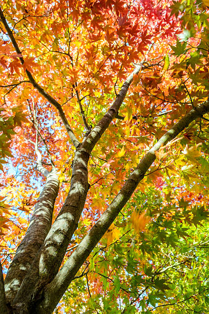 istock Beautiful autumn leaves in Japan 517751400