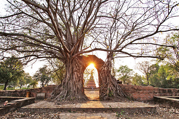 istock Ancient arch in tree root at Wat Phra Ngam, Ayutthaya 517751432