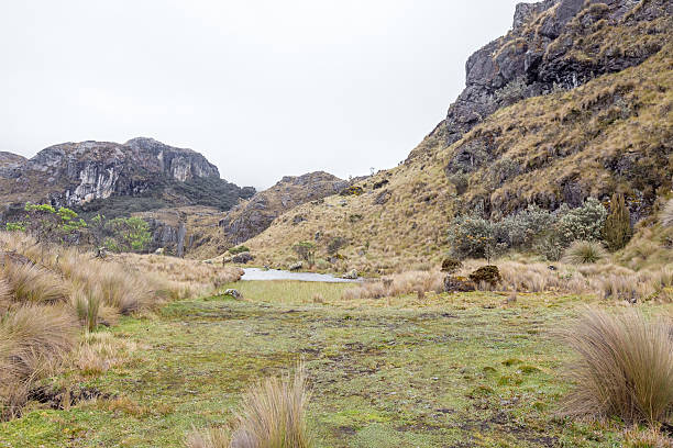 istock Landscape in Cajas National Park, Cuenca, Ecuador,Rainy day 517751964