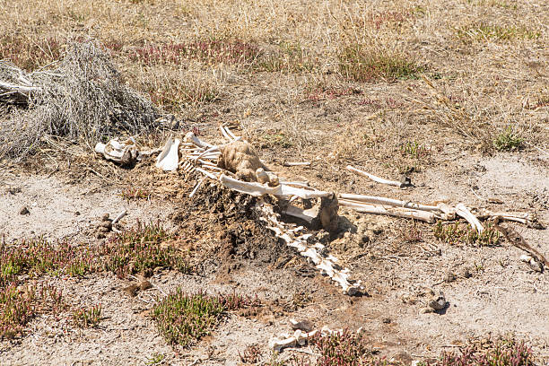 istock Kangaroo bones left over on the Australian's bush 517752488