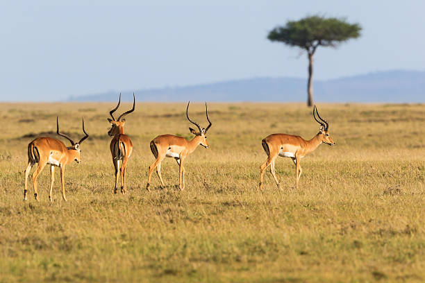 istock Flock of Impala antelope walking 517752852