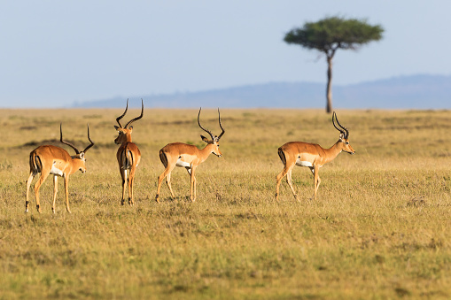 Impala antelope that walking on the grassland