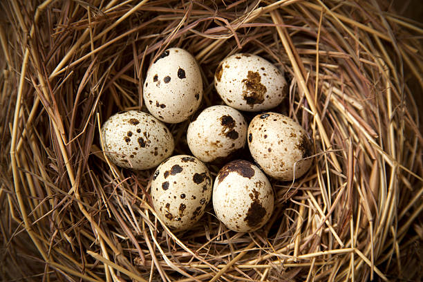 Quail eggs in the nest Close up of quail eggs in the nest quail bird stock pictures, royalty-free photos & images