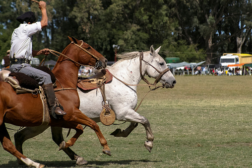 Ayacucho, Buenos Aires, Argentina - March 17, 2013: Rider trying to stop this wild horse. Argentina classic rodeo scene. Image taken in the city of Ayacucho, Buenos Aires, Argentina. In the national holiday of the calf held in March in the city.